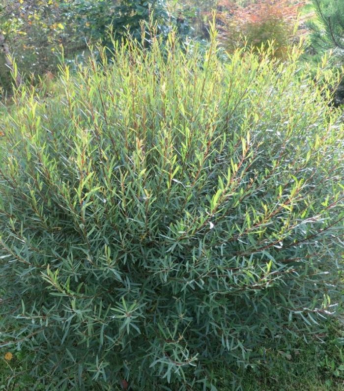 Ива пурпурная грацилис