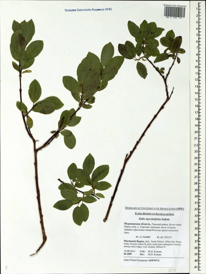 Lonicera xylosteum - жимолость лесная гербарий