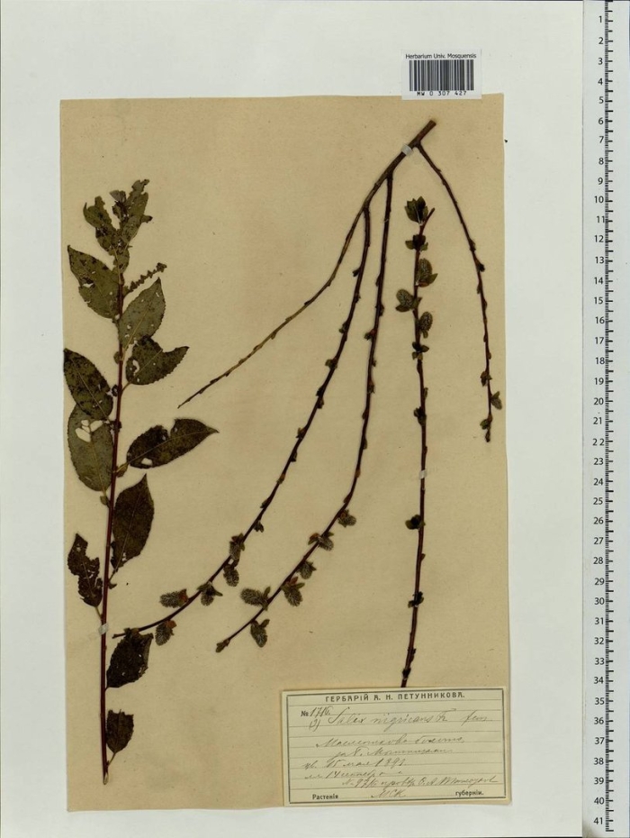 Вероника лекарственная гербарий