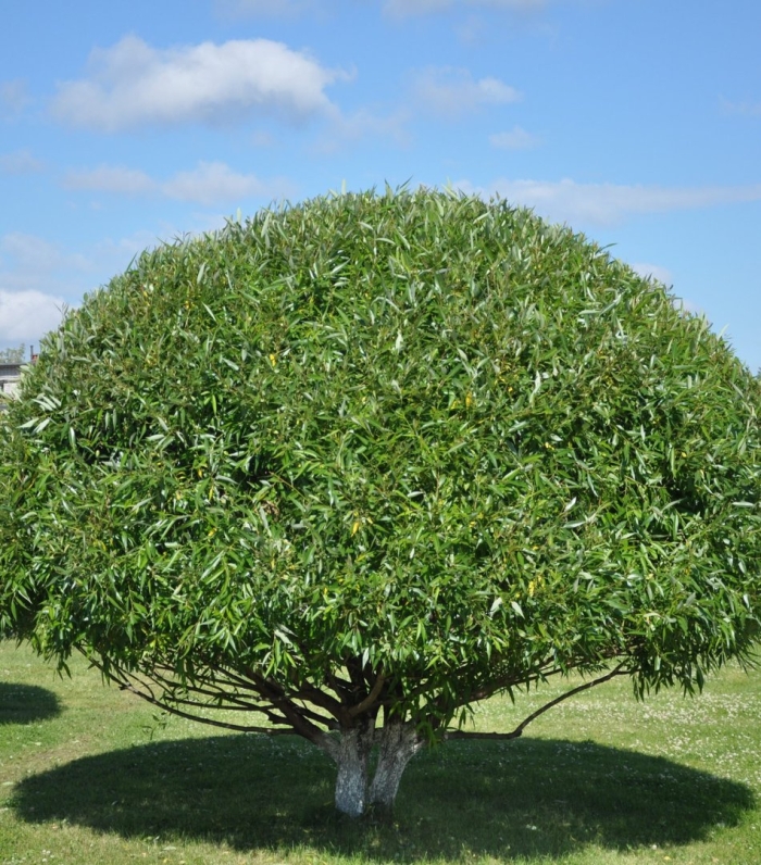 Ива ломкая шаровидная