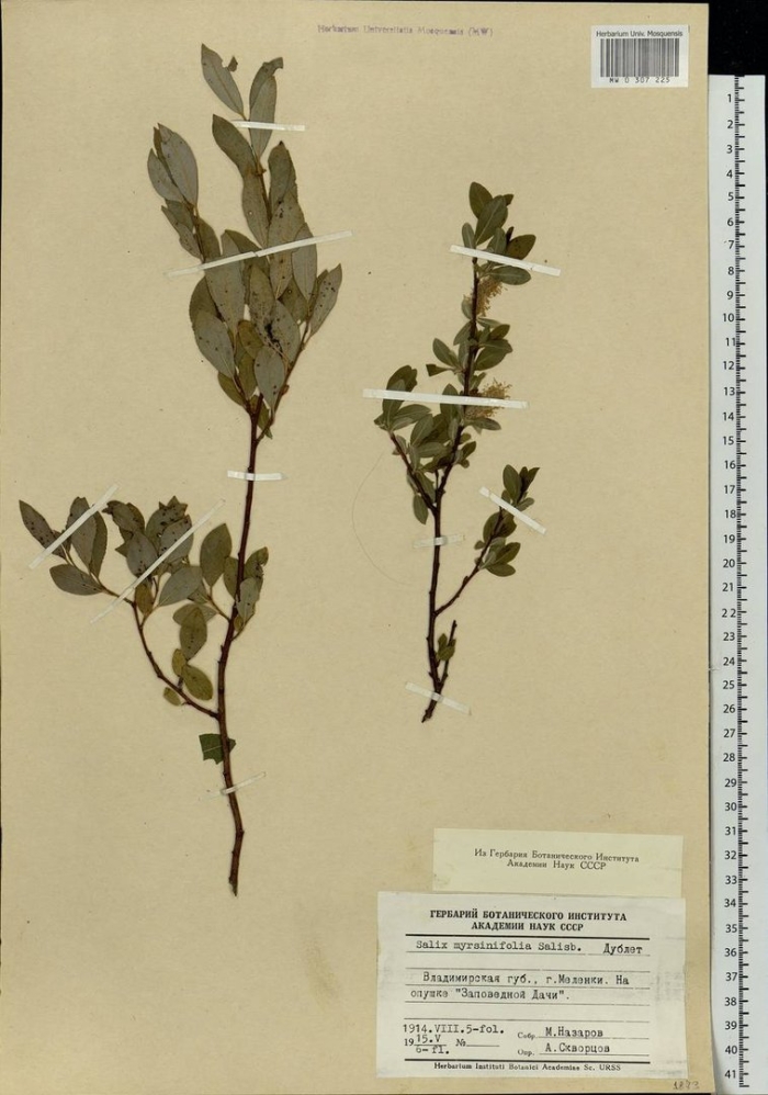 Salix myrtilloides