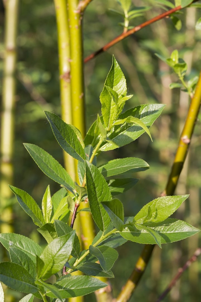 Salix phylicifolia