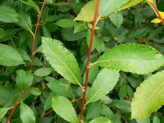 Ива ломкая salix fragilis