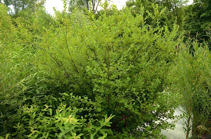 Ива кустарник