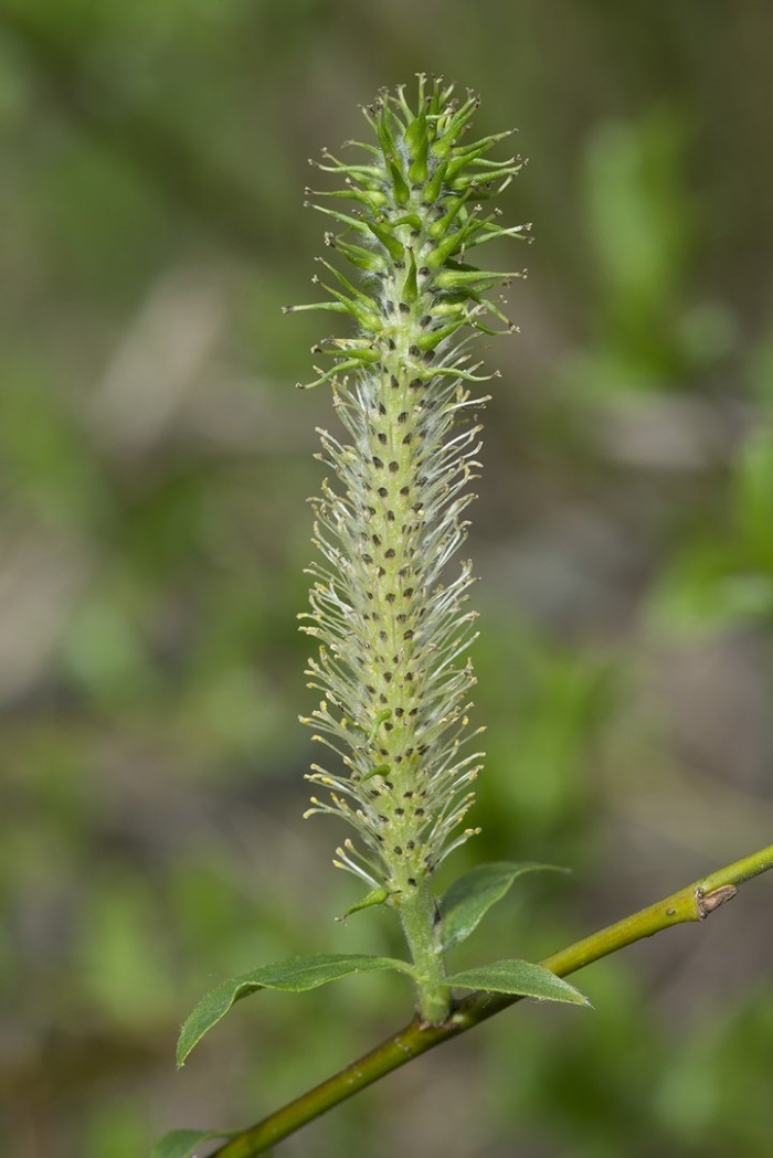 Ива трёхтычинковая (белотал)