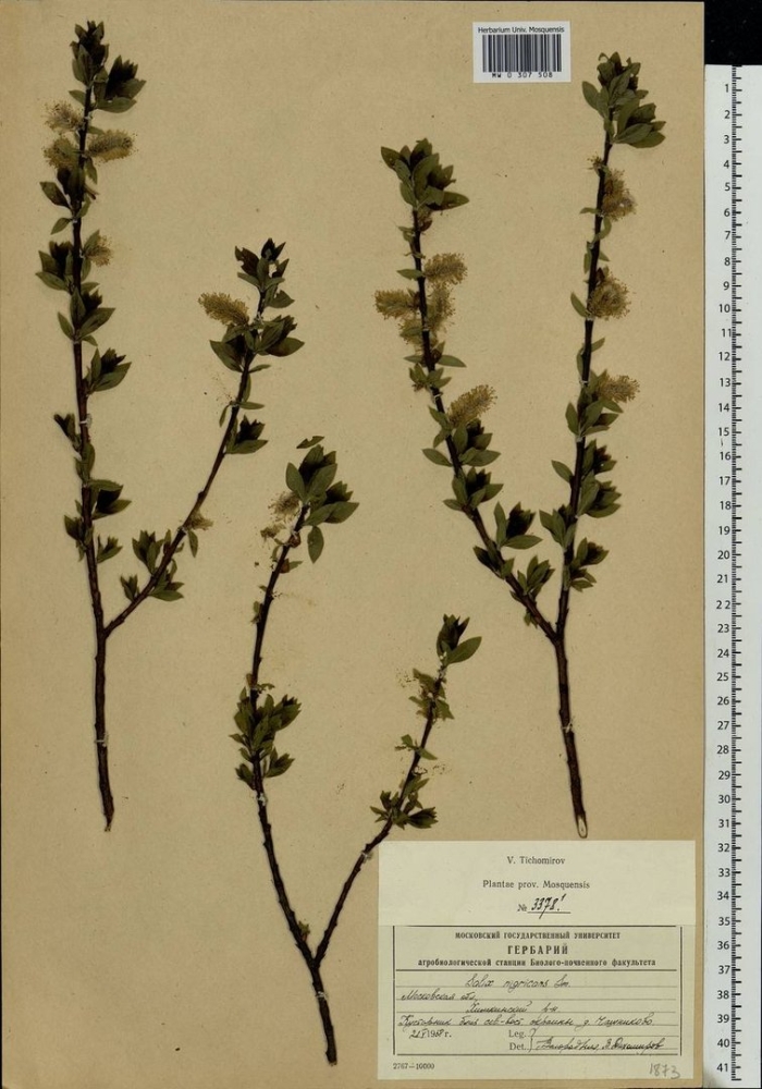 Salix myrsinifolia