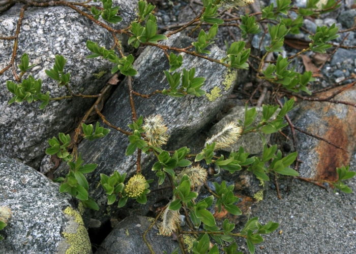 Ива арктическая salix arctica