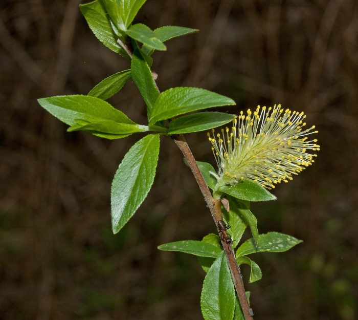 Salix myrsinifolia