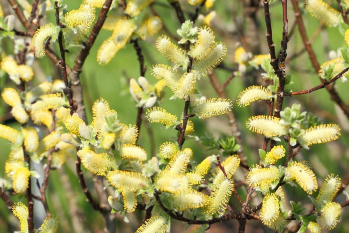 Salix hastata