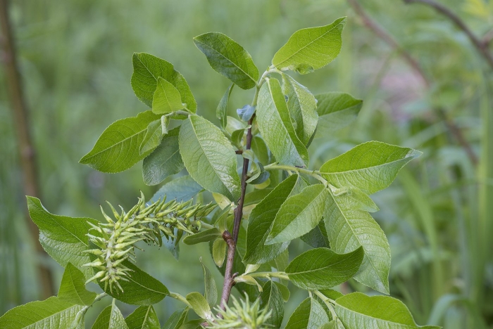 Ива шерстистопобеговая (salix dasyclados)
