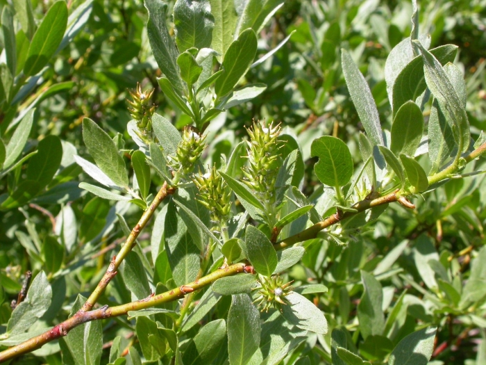 Salix aegyptiaca