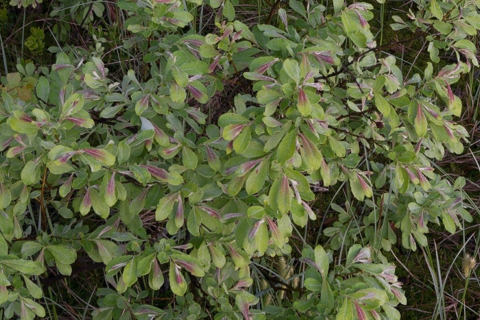 Ива ушастая salix