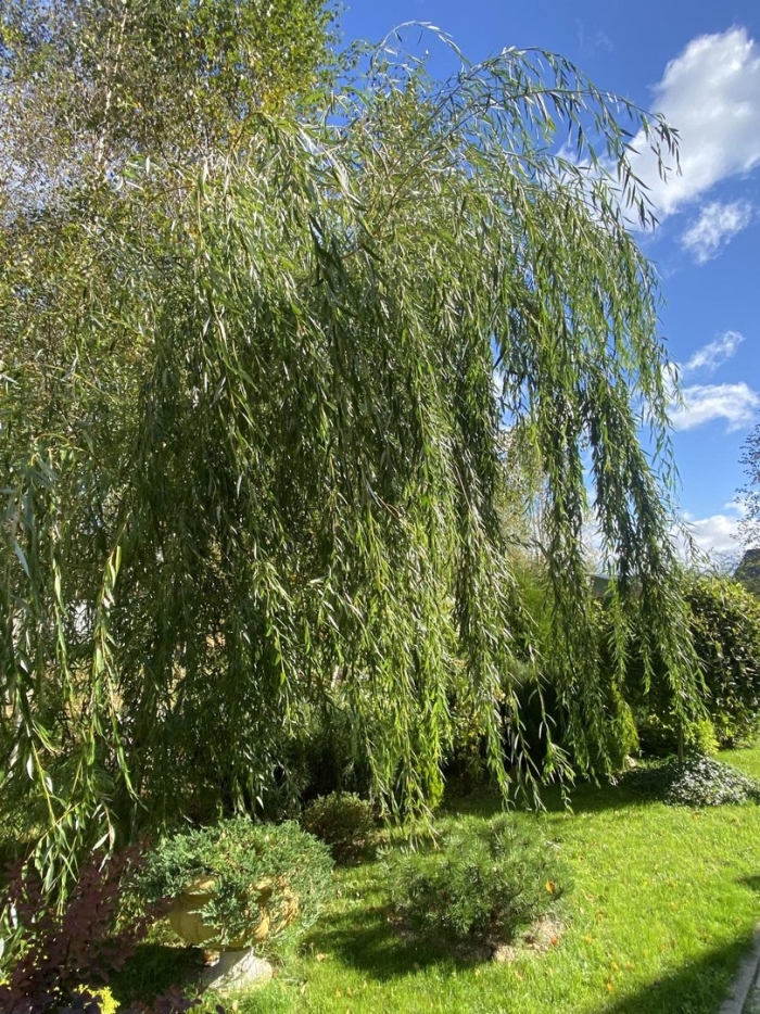 Ива свердловская плакучая