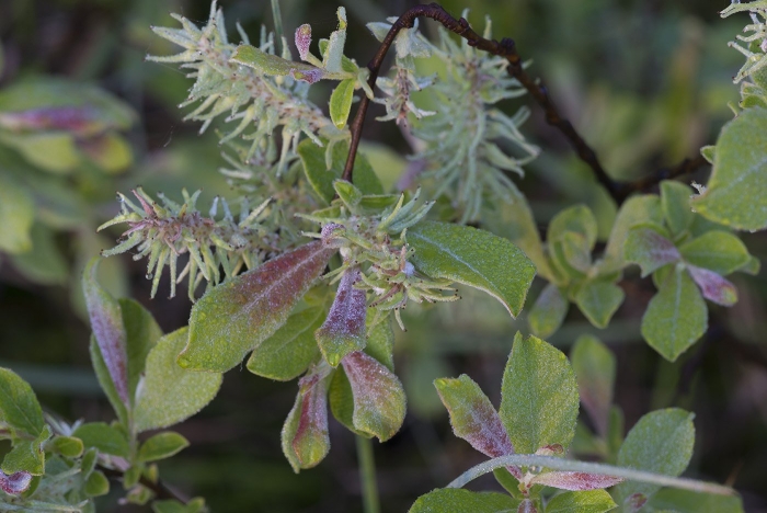 Ива ушастая salix