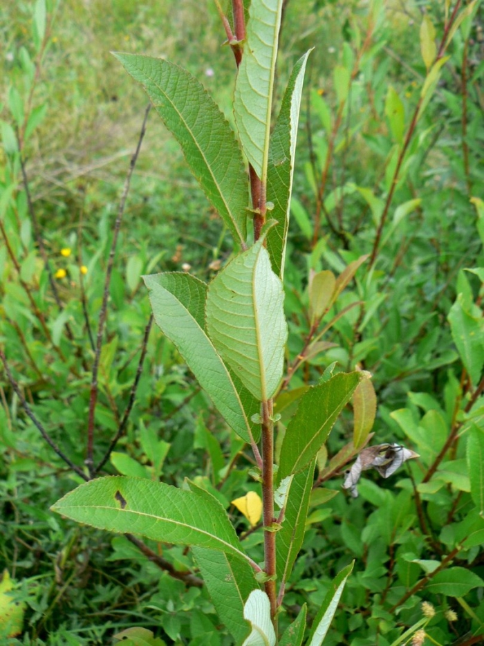 Ива грушанколистная salix pyrolifolia