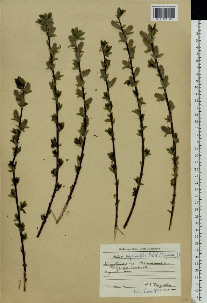 Смородина двуиглая таранушка