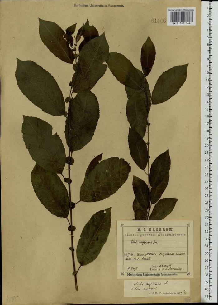 Черемуха лист