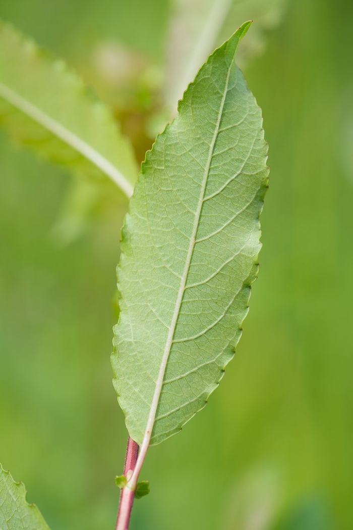 Salix cinerea лист
