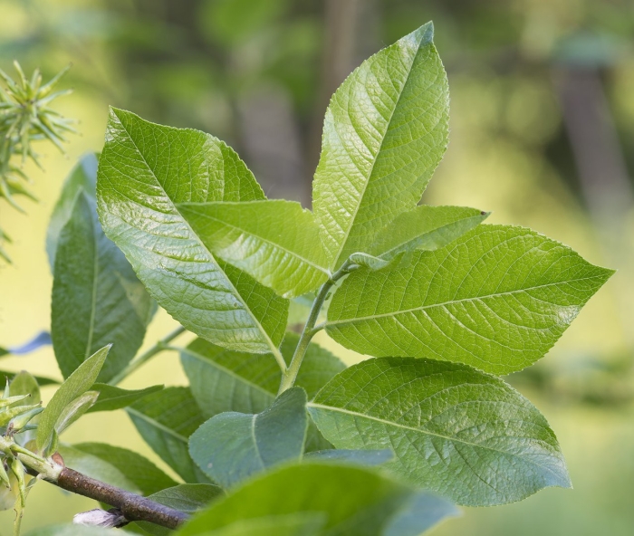 Salix caprea
