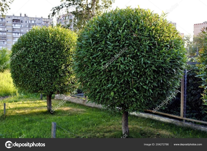 Ива булата шаровидная