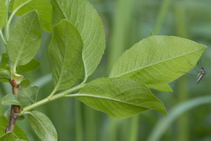 Неизвестная насекомые