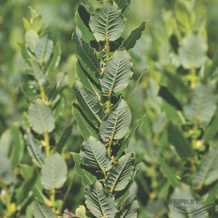 Ива копьевидная