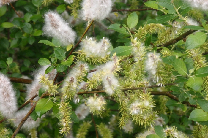 Salix caprea