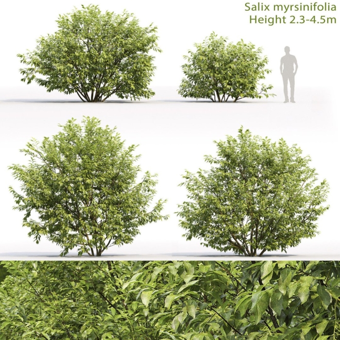 Бересклет 3д модель