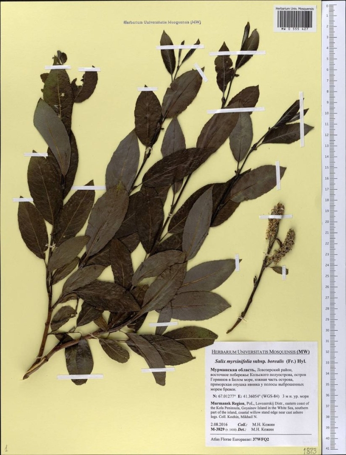 Ива шерстистопобеговая (salix dasyclados)