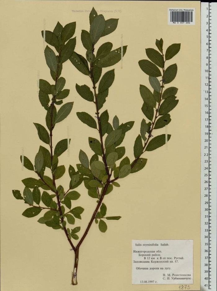 Salix myrtilloides