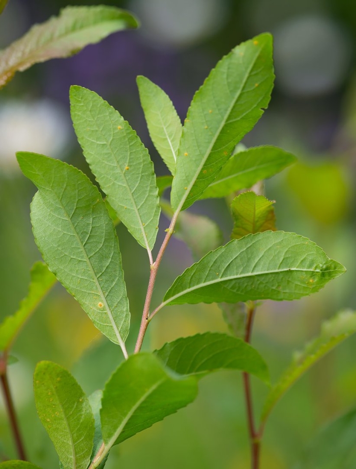 Salix myrsinifolia