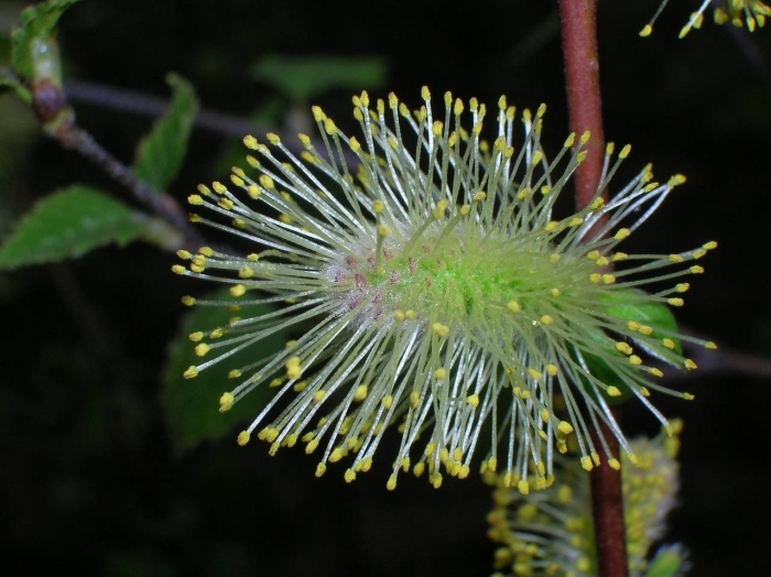 Ива мирзинолистная дерево