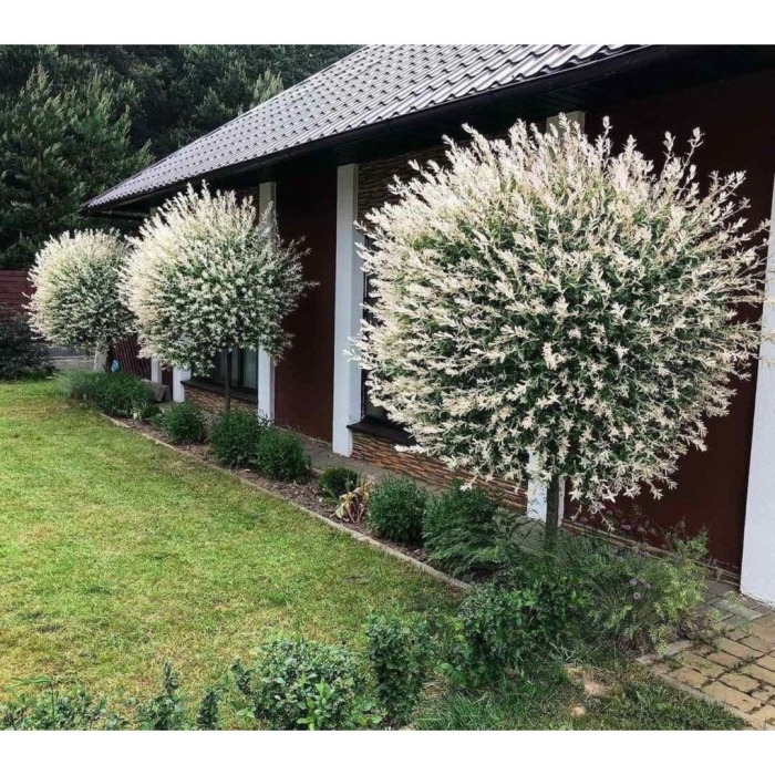 Хакуро нишики ива