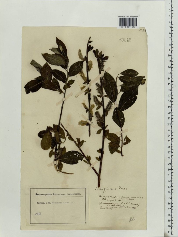 Ива мирзинолистная чернеющая