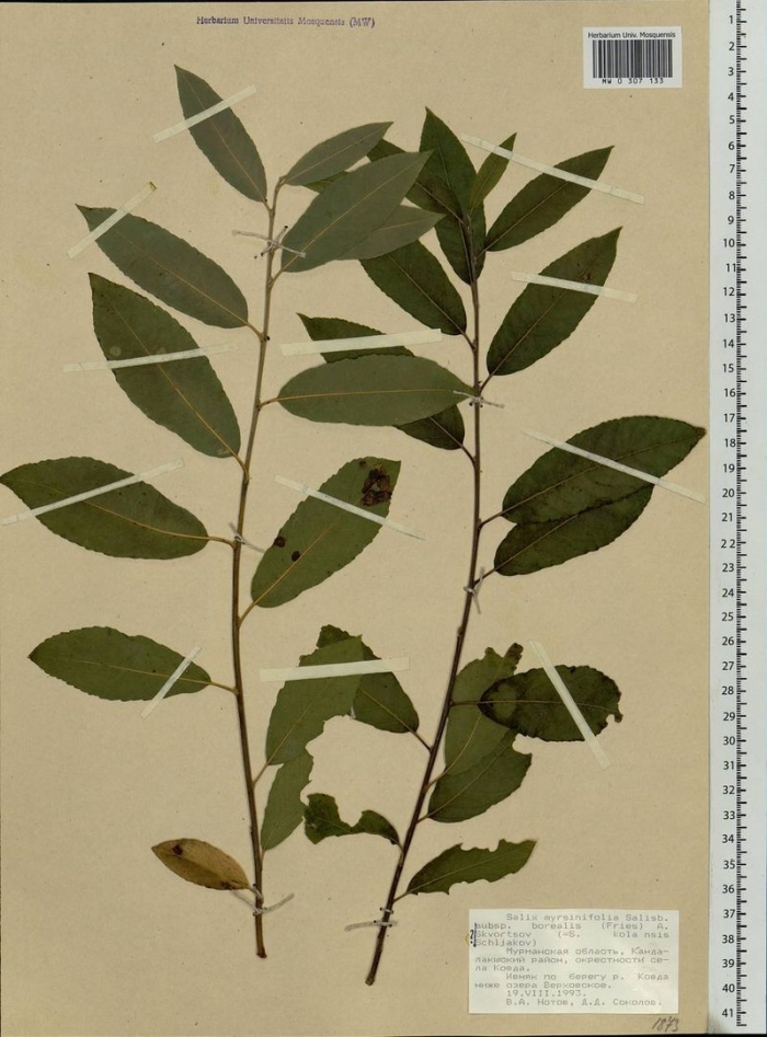 Ива мирзинолистная чернеющая