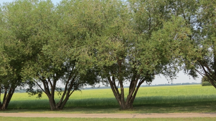 Ива ломкая шаровидная