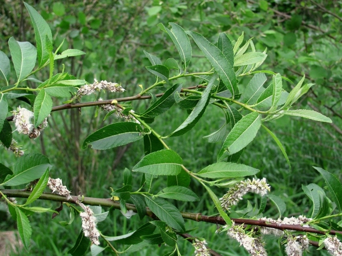 Salix pentandra