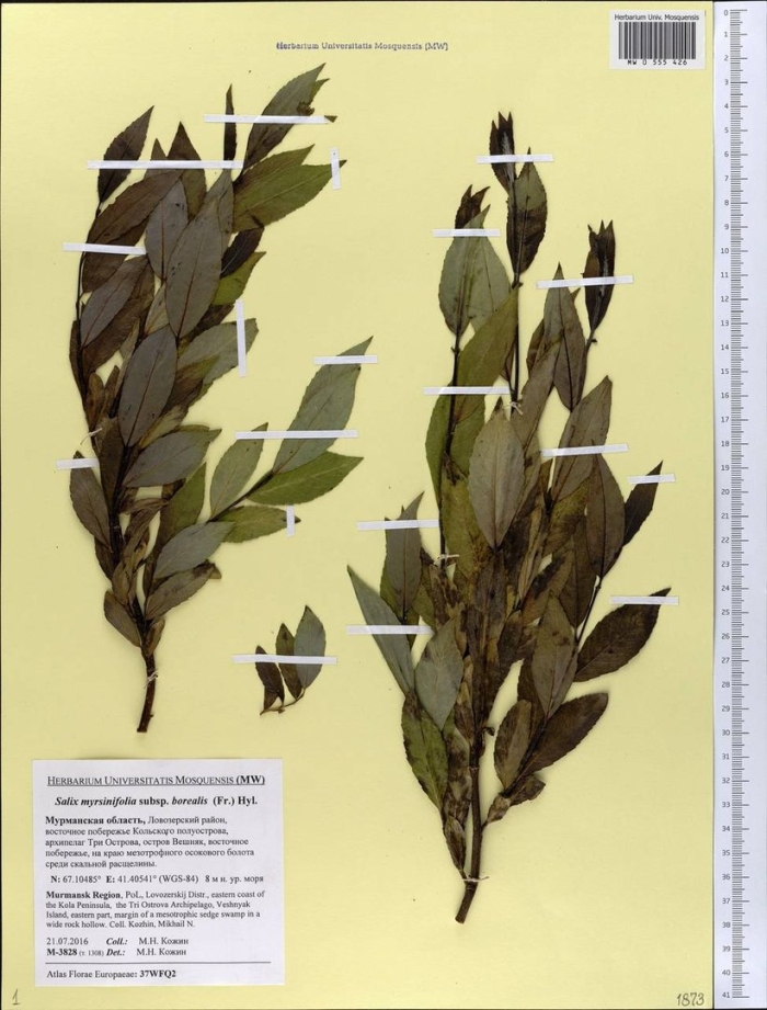 Ива шерстистопобеговая (salix dasyclados)