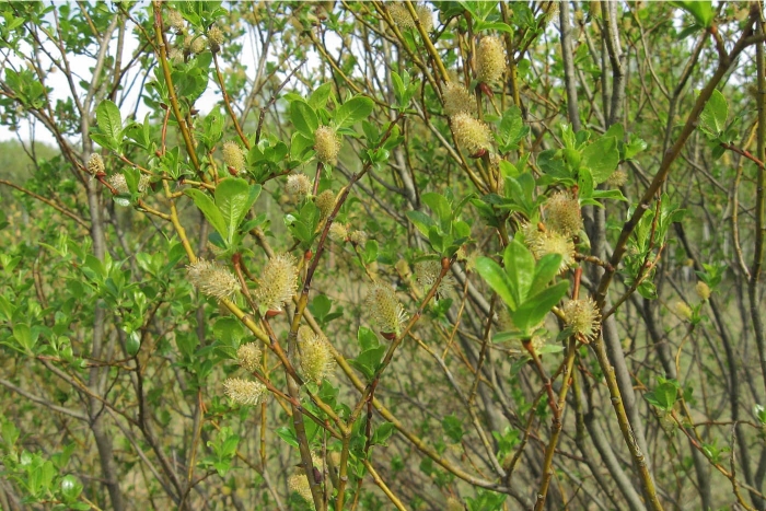 Salix phylicifolia