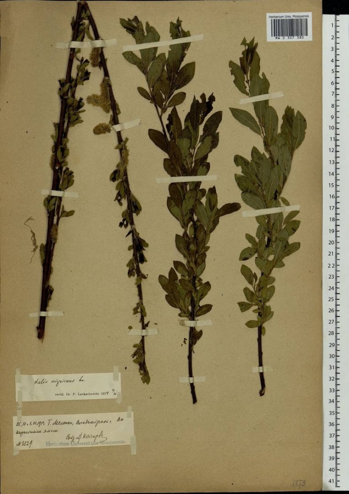 Ива мирзинолистная чернеющая