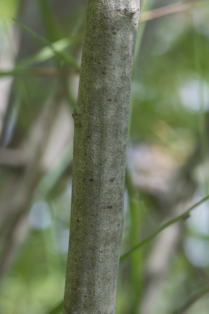 Elaeagnus multiflora