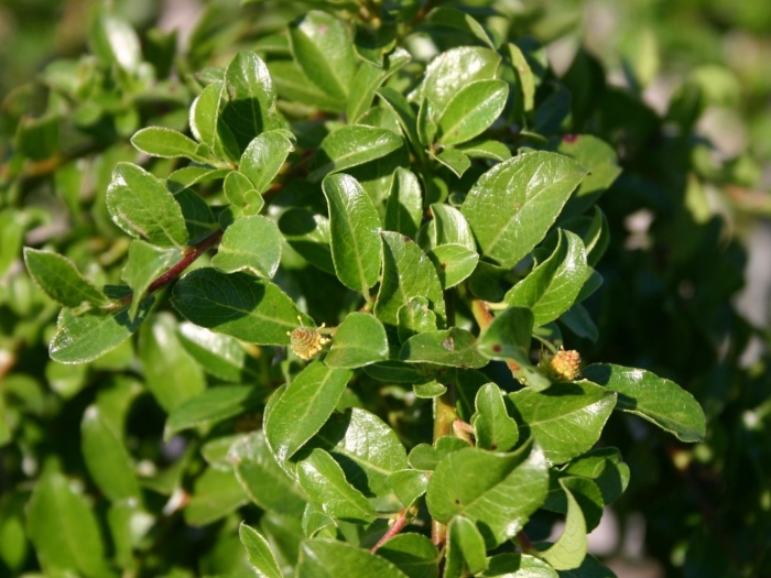 Salix arbuscula ива