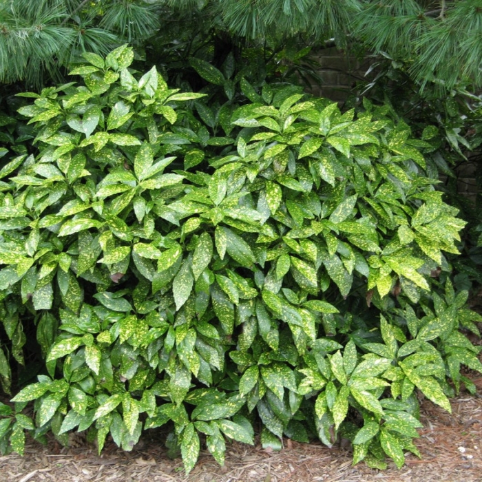 Аукуба золотое дерево