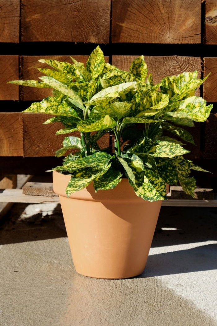 Кротон аукуба