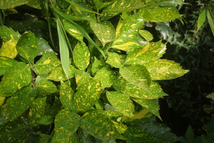 Аукуба растение