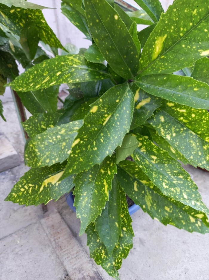 Кодиеум кротон золотая пыль