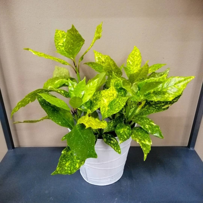 Кодиеум аукуба