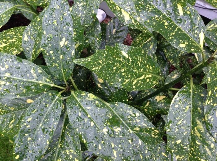 Аукуба японская вариегата