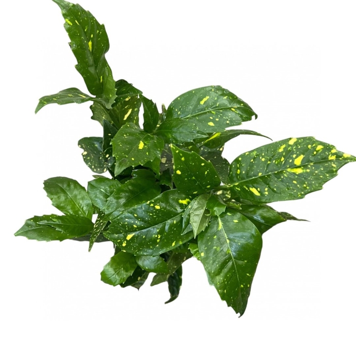 Аукуба комнатное растение