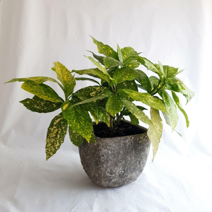 Аукуба уход в домашних условиях